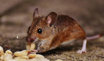 24 Hour & Emergency Exterminators in La Grange, IL